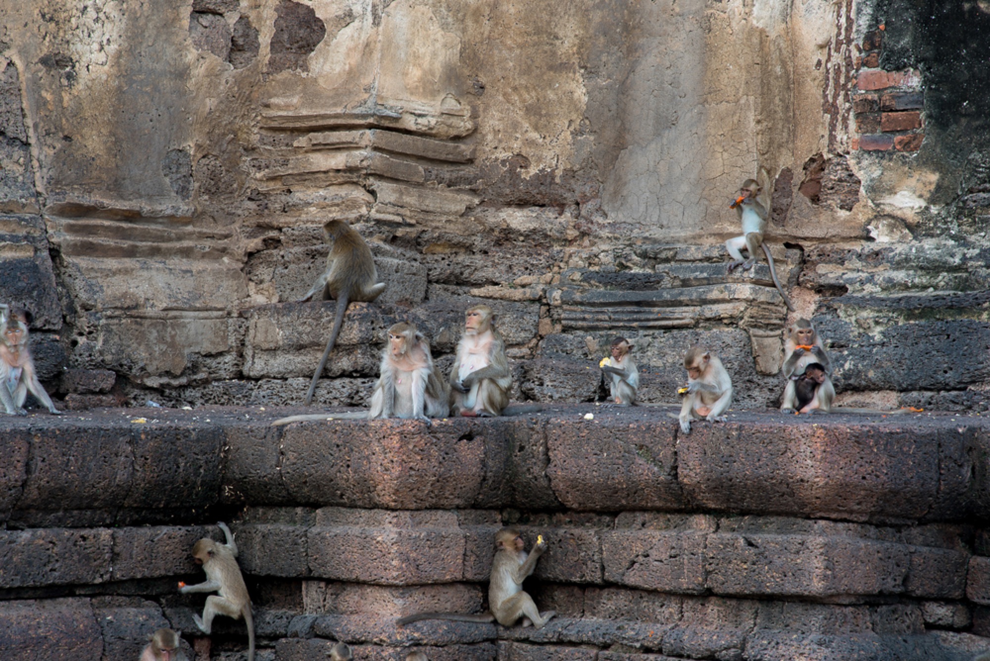 Lopburi Monkey Temples