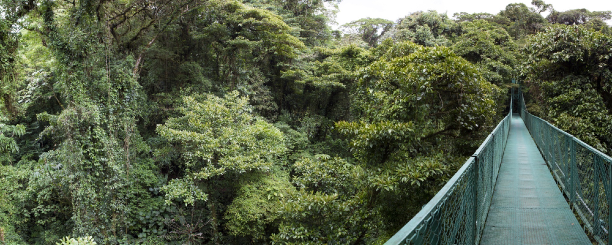 21. Monteverde Cloud Forest