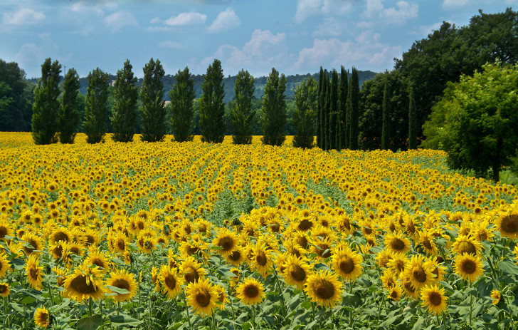 28. Sunflowers, Tuscany 