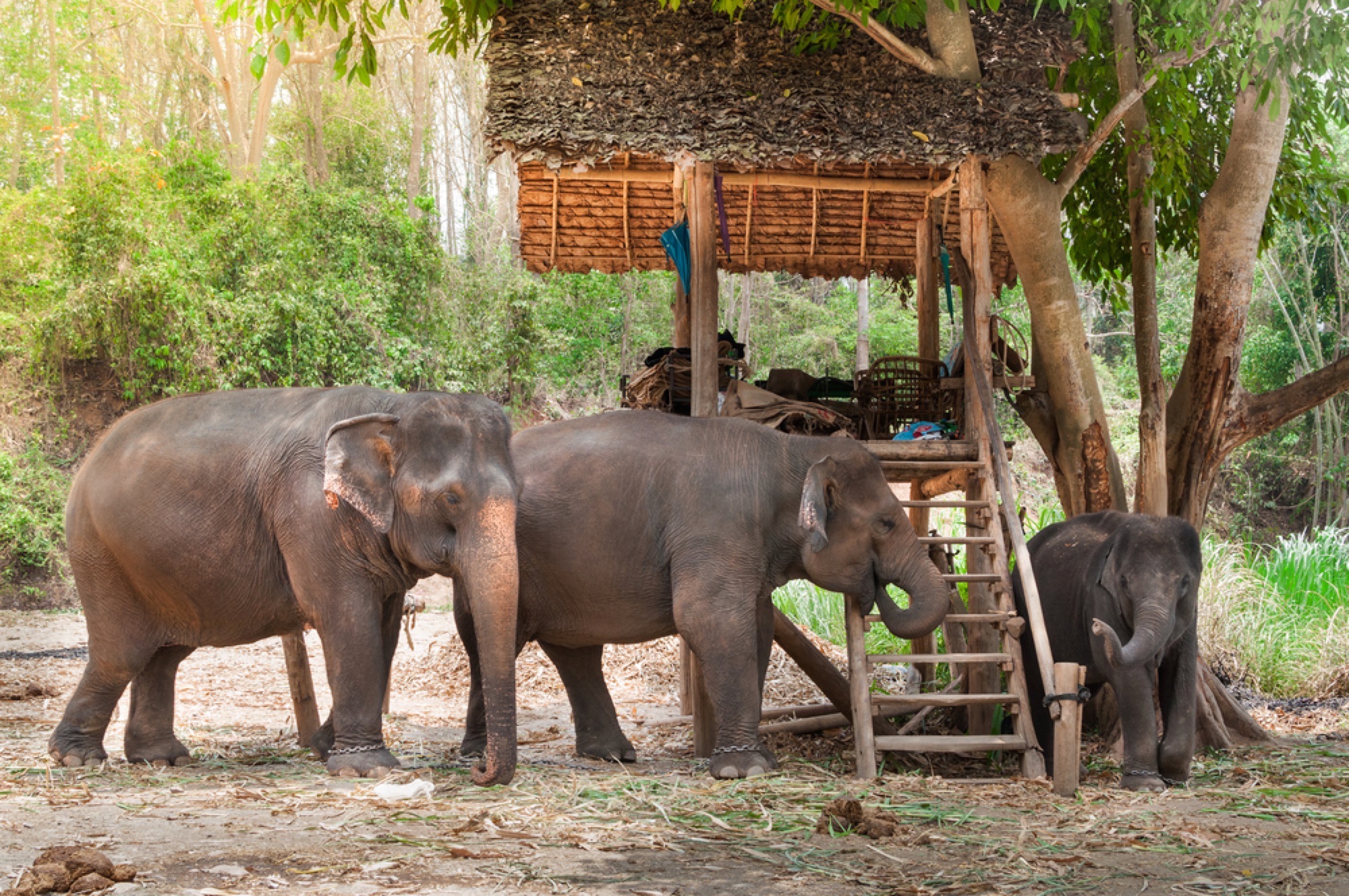 Chiang Mai Elephant Park