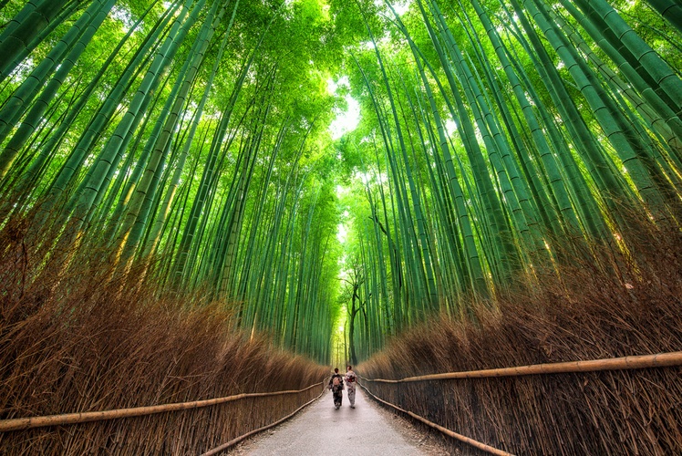 Arashiyama Bamboo Forest