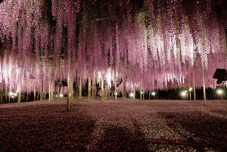 Ashikaga Flower Park, Japan