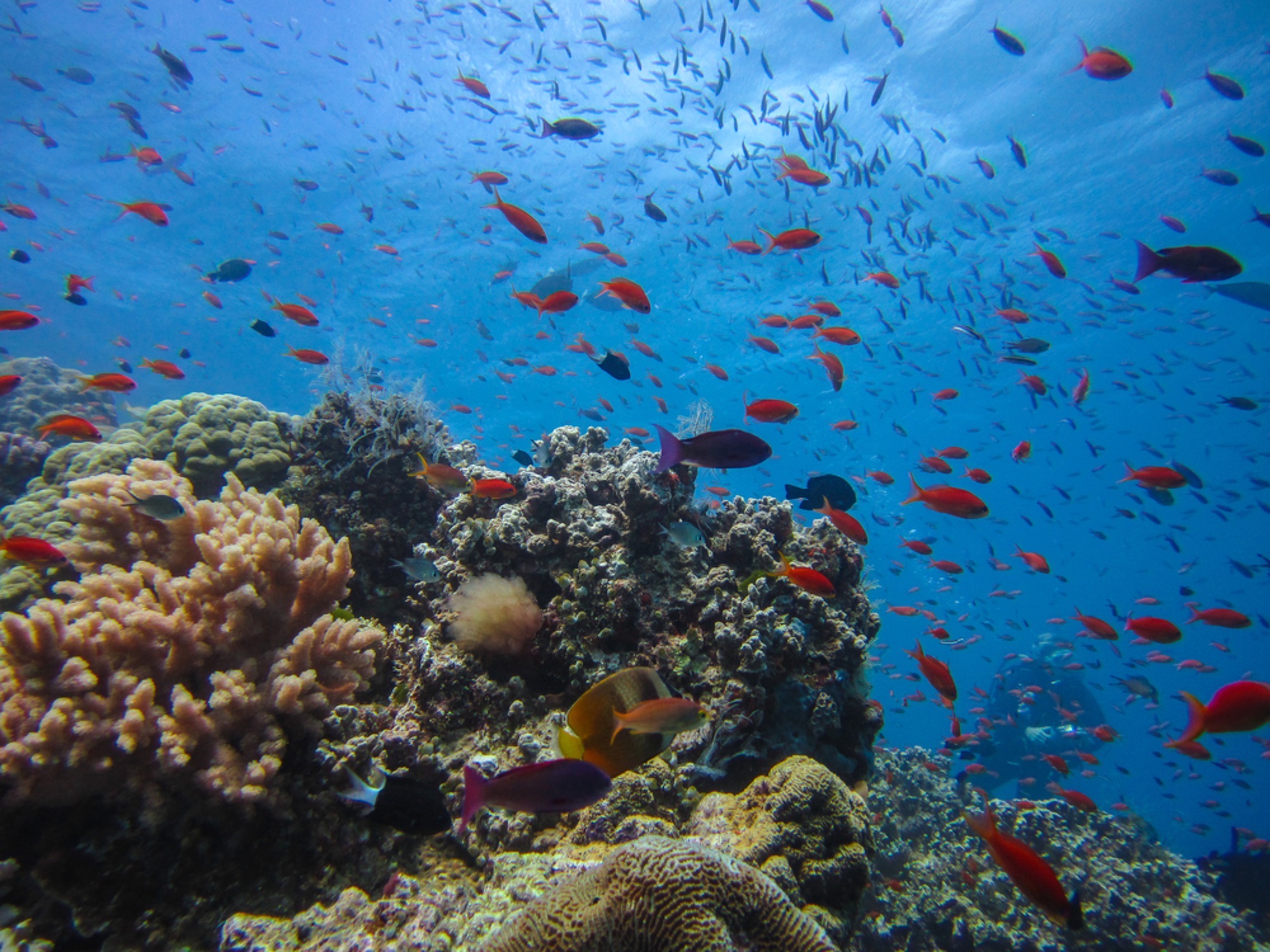 Dive the Great Barrier Reef, Australia