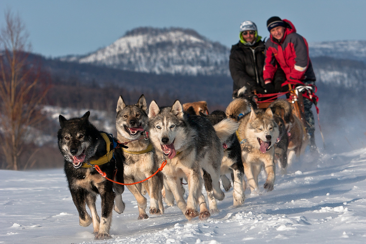 Dog sled, Alaska