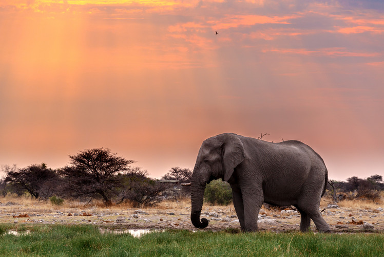 Etosha National Park, Namibia