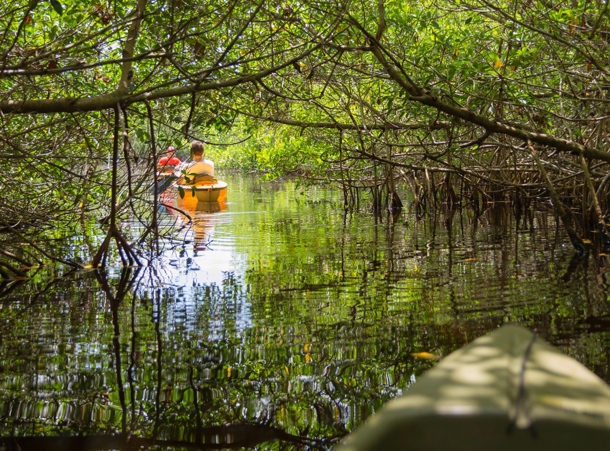 Everglades Mangrove Swamps