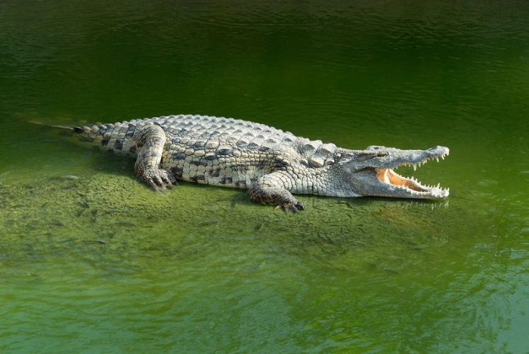 Everglades