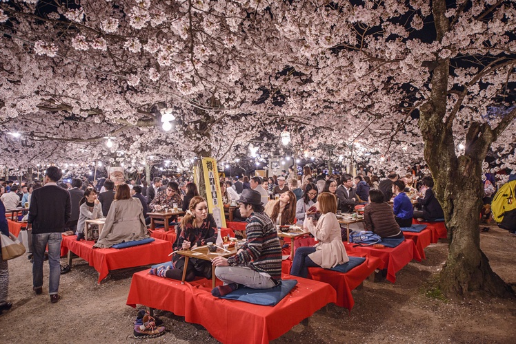 Hanami under cherry blossoms