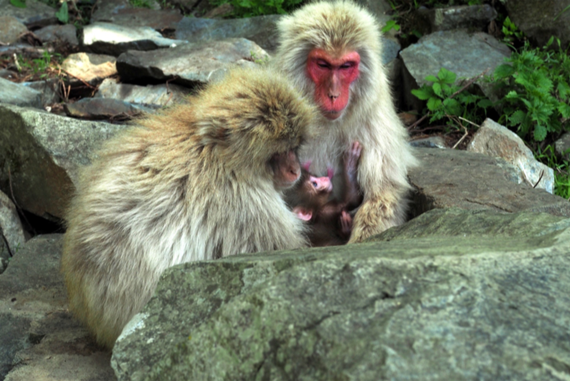 Jigokudani National Park
