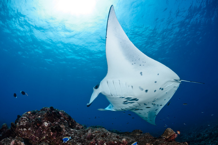 Manta Rays