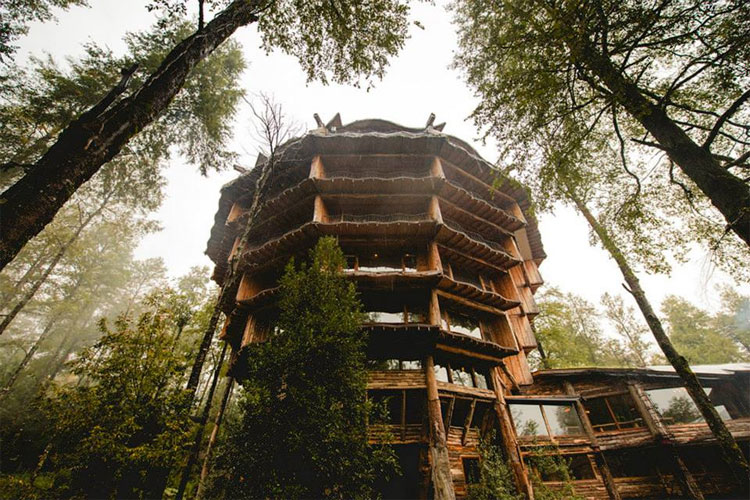 Nothofagus Treehouse Hotels and Spa
