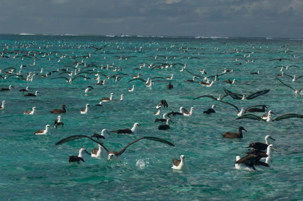 Papahanaumokuakea Marine National Park