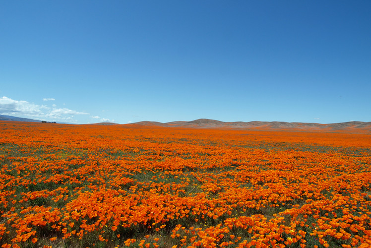 Poppy Reserve, Antelope Valley