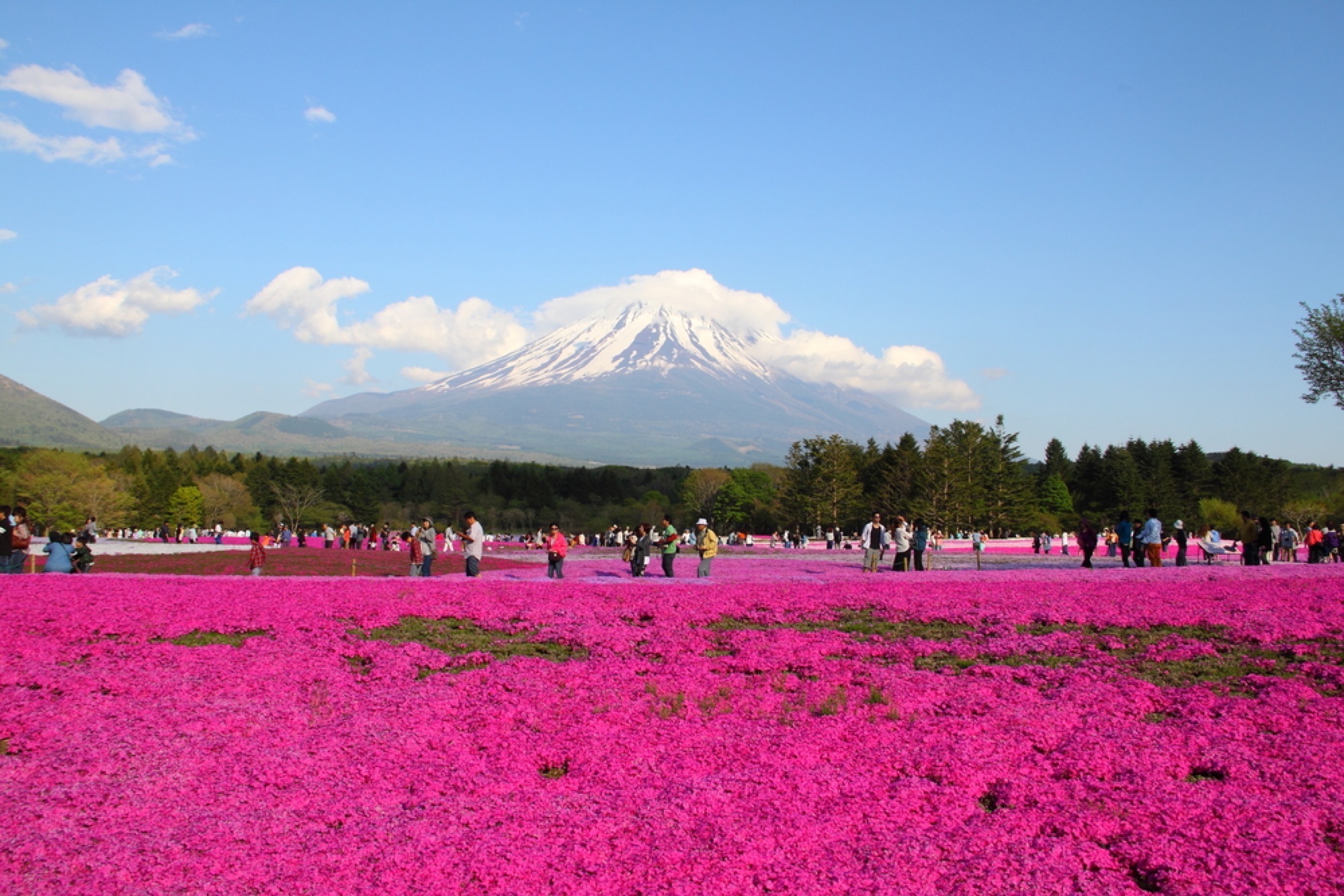Shibazakura Hill, Japan