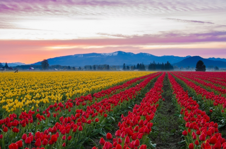Skagit Valley Tulip Fields Washington