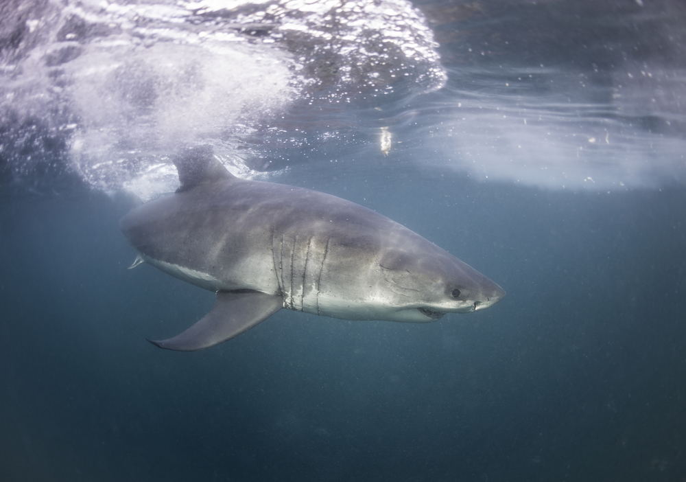 Swim With Great White Sharks, South Africa