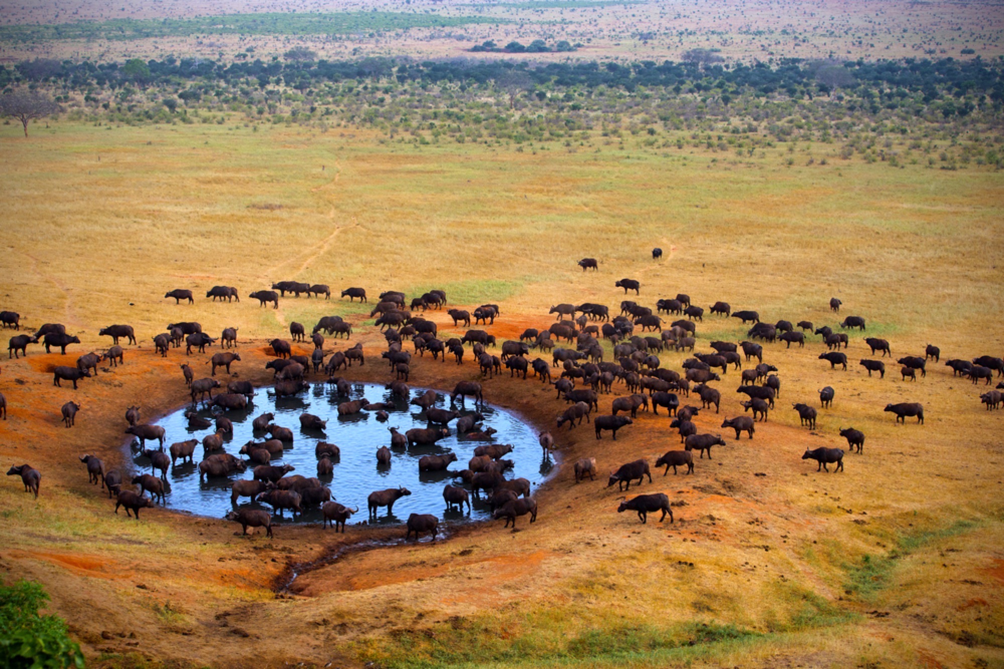 Take care of the environment with Great Safaris