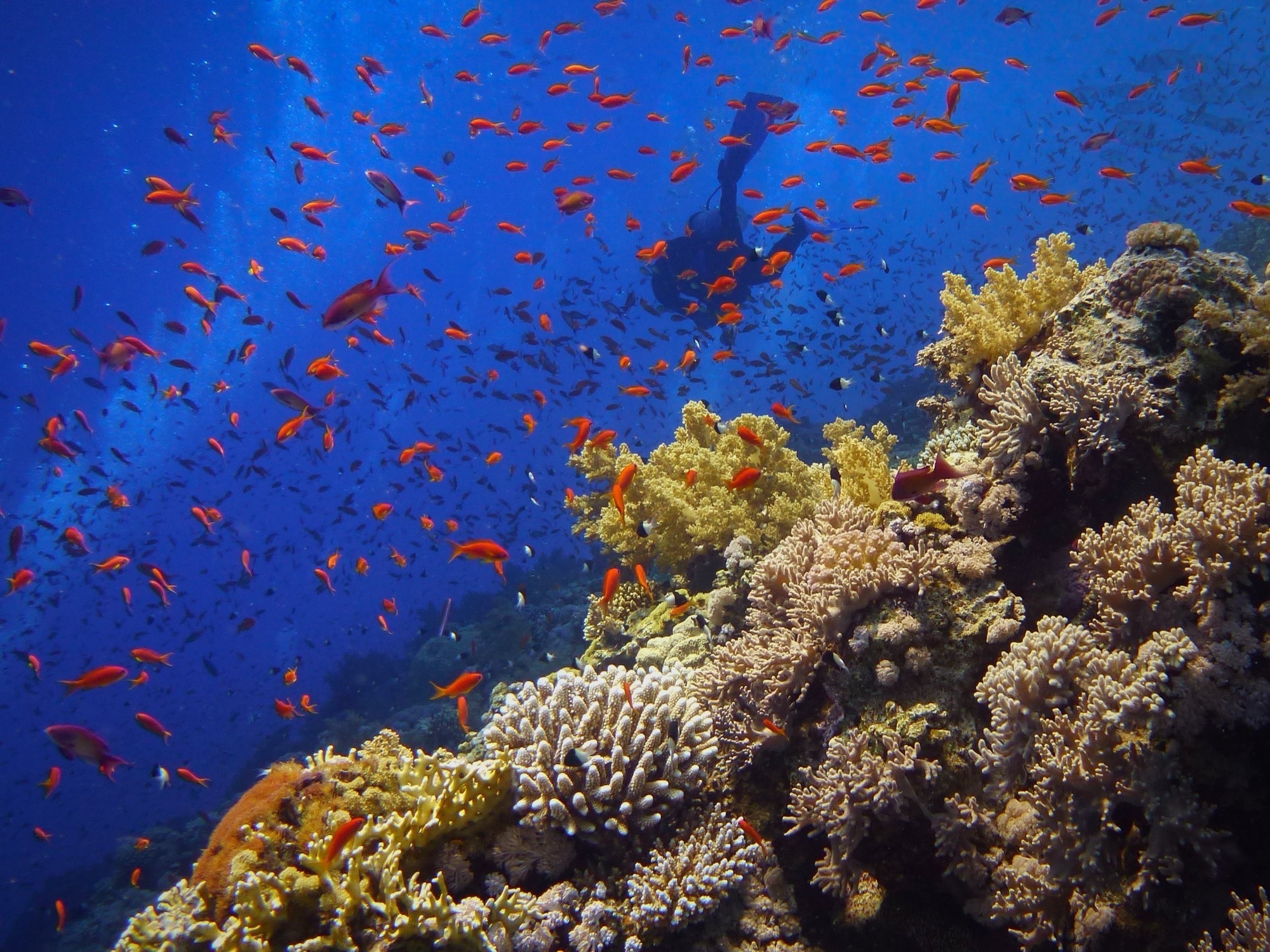 The Great Barrier Reef, Australia