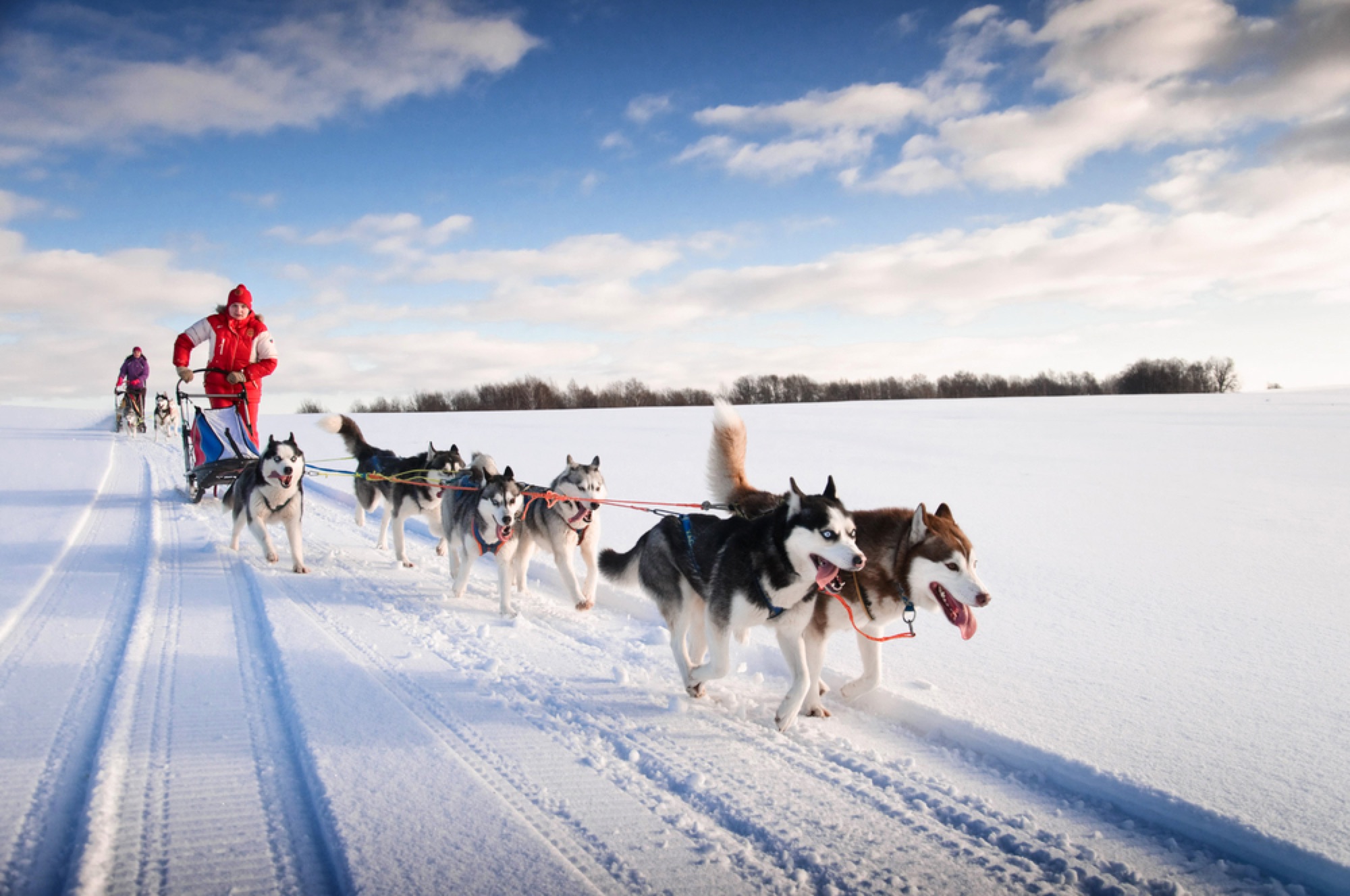 Try Dog-Sled Racing, United States