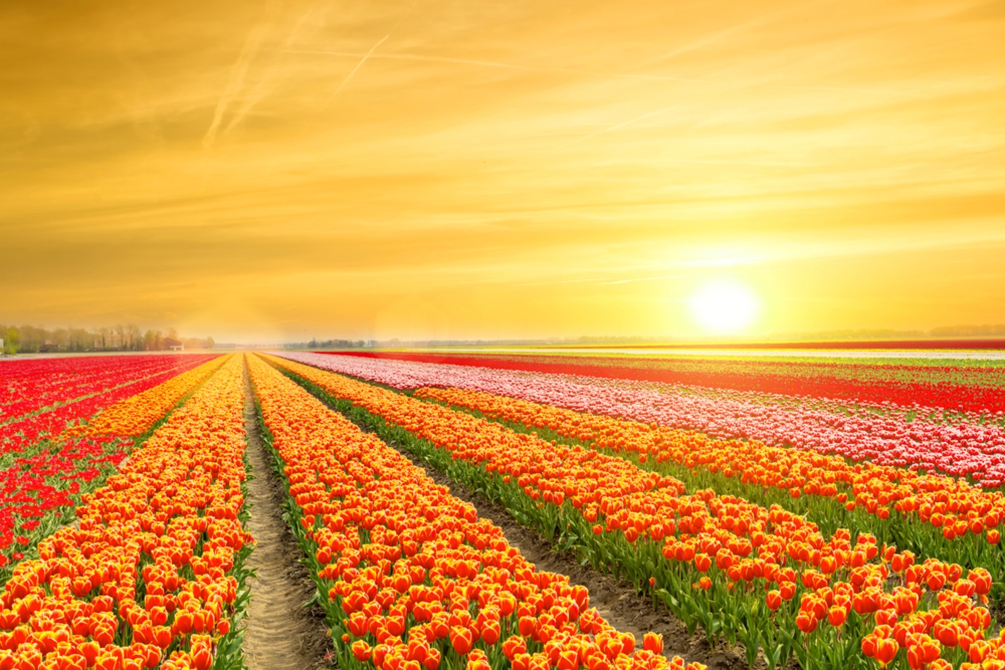 Tulip Fields, Netherlands