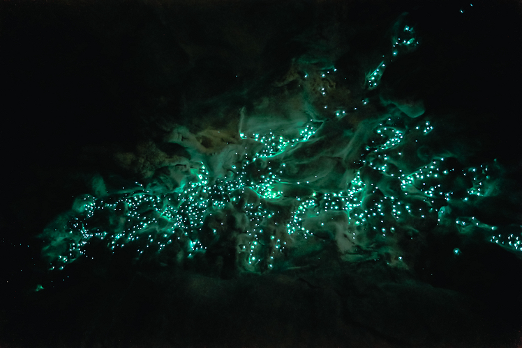 Waitomo Glow-worms Cave