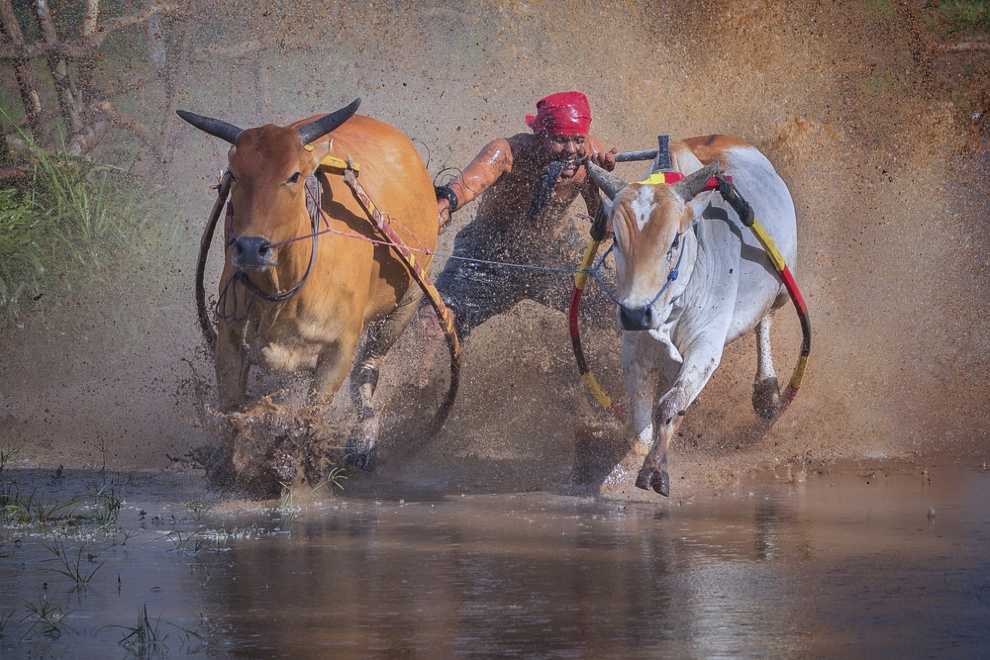 Watch Water Buffalo Racing, Indonesia