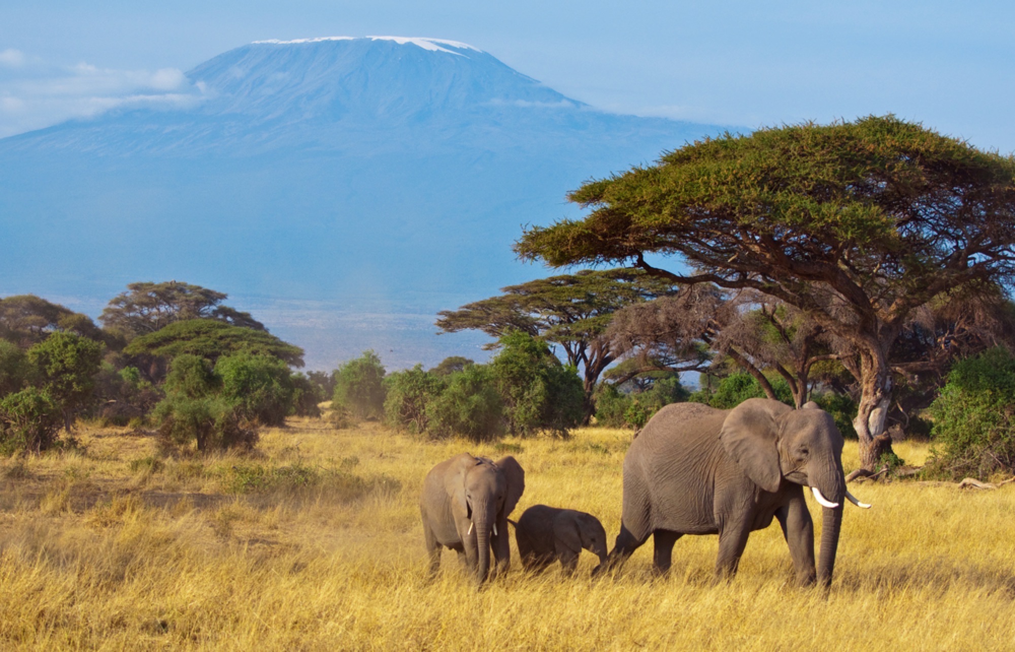 Why A Tanzania Safari Is Just As Good!