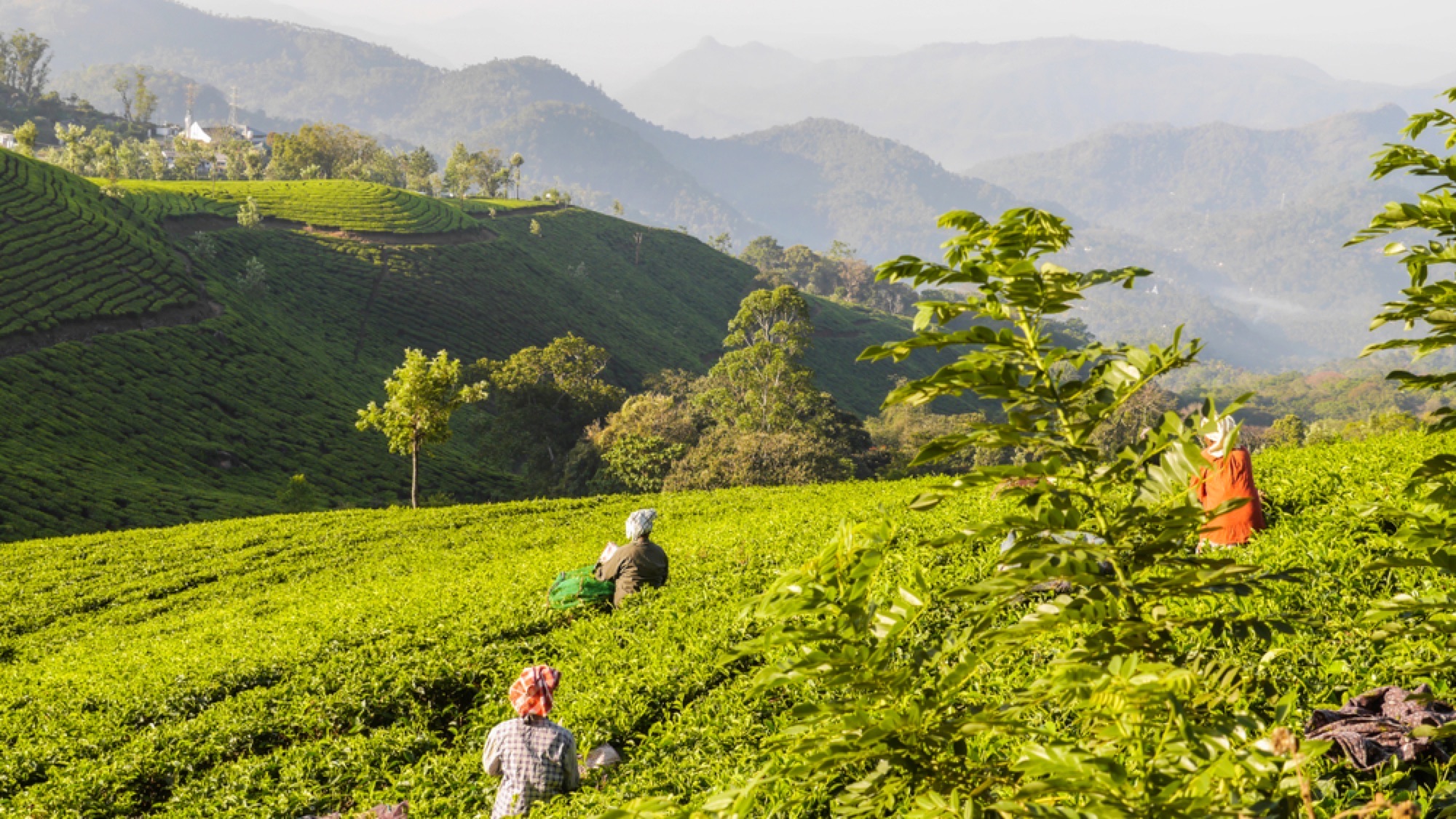 munnar tea plantation
