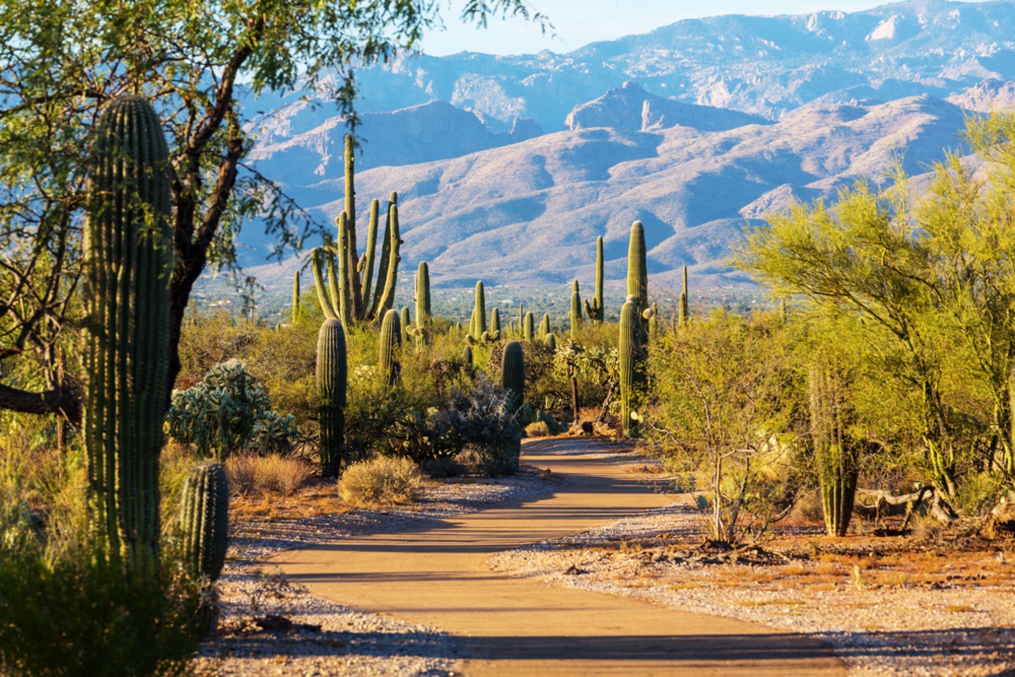 saguaro national park